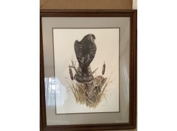 Don Whitlatch Signed And Numbered 616/1500 Marsh Hawk Print