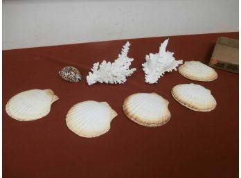 Shells And White Coral