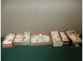 Large Collection Of Beach Shells From Florida Found During C1970's