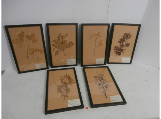 6 Framed Dried Flower Specimens Mostly Dated 1930's-1940's