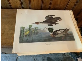 200 Plus Audubon  Prints Many Different Birds Also Lots Of Duplicates