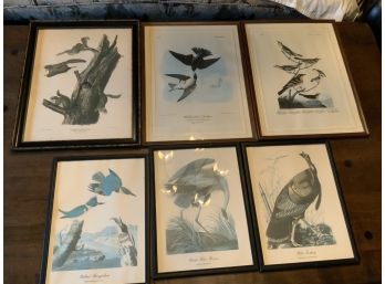 6 Audubon Prints