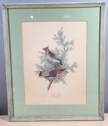 Audobon's Cedar Waxwing Male & Female Bird Print In Frame