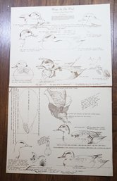 Two (2) Prints 'wings In The Wind' A Study In Green Winged Teal By Tan Brunet