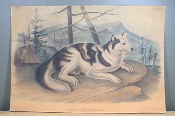 Antique Hare Indian Dog Audubon Animal Print Poster