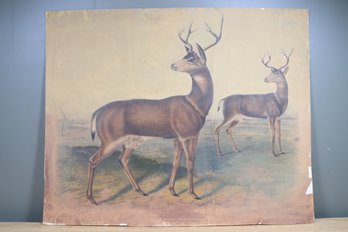 Aud And Bach Columbian Black-Tailed Deer Print