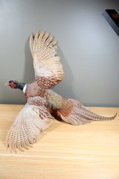 Taxidermy Pheasant On Wall Plack