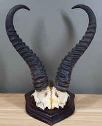 Springbok Skull Plate With Horn And Wall Hanging Mount