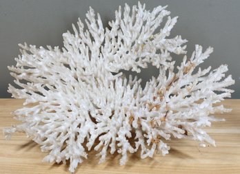 White Reef Coral Decor Display