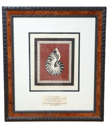 'fiono' A Nautilaus Shell Handpainted By Alifereti Malai Viti Islands Framed