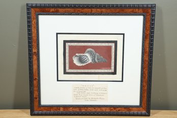 'davui' Conch Shell Hand Painted By Alifereti Malai - Viti Islands Framed