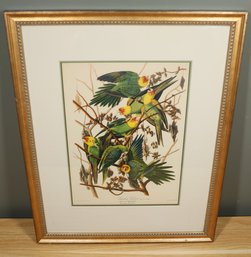 Vintage Framed Carolina Parrot John F. Audubon Engraving Print