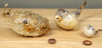 Lot Of 3 Taxidermy Puffer Blowfish On String