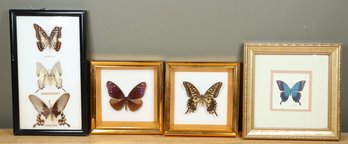 Lot 4 Butterfly Framed Taxidermy Art