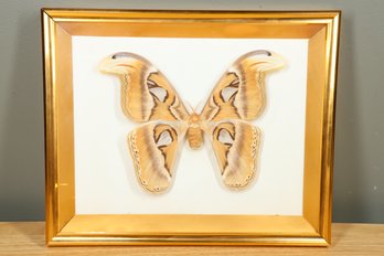 Real Attacus Lorquinii Moth 8 Inch Wingspan Atlas Moth Framed Taxidermy