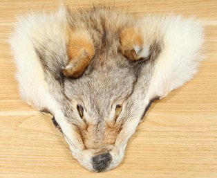 Coyote Face Pelt Taxidermy