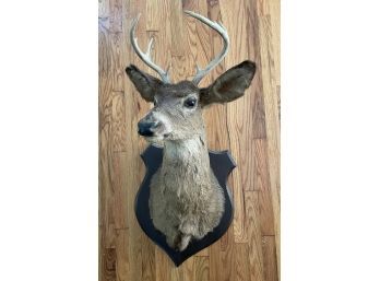 Taxidermy Deer Mount