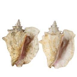 Vintage Large Conch Seashell, Cottage Decor 10.5' Set Of 2