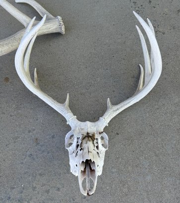 Animal / Deer Skull And Partial Rack