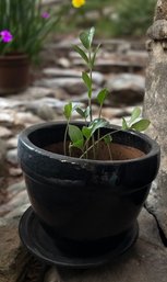 Plant In Ceramic Pot