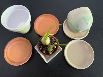 Plant And Misc Pots