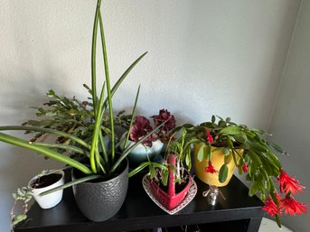 6 Small Potted Plants