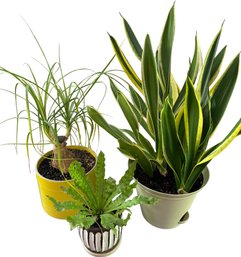 3 Potted Plants