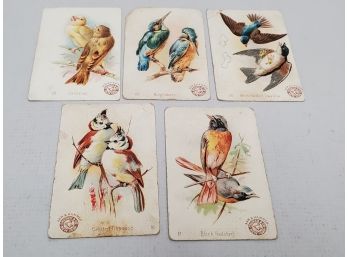 Lot Of 5 Vintage Arm & Hammer Trade Cards: Beautiful Birds