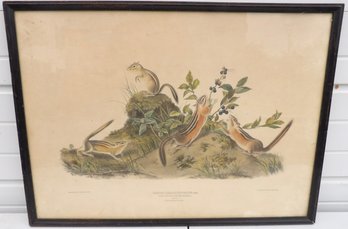 ORIGINAL JAMES J AUDUBON ANIMALEAR PRINT ENTITLED TAMIAS QUADRIVITTATIS