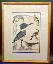 Ornithological Steel Engraved Hand Colored Print By Alexander Wilson