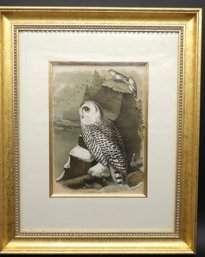 Antique Orthinological Print Of Snowy Owl