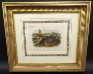 Audubon Print Entitled Faye's Squirrel Plate #18 Octavo Edition