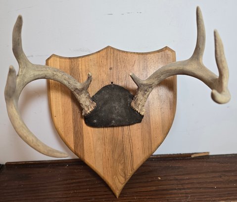 Small 8 Point Deer Antlers On Plaque Wall Mount