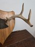 Small 8 Point Deer Antlers On Plaque Wall Mount