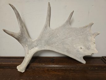 Large Maine Moose Shed Antler