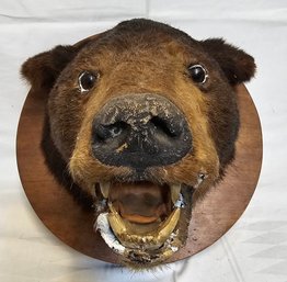 Vintage Mounted Bear Head Taxidermy