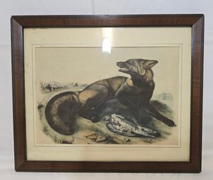 Antique 1800's Framed Lithograph Of Fisher Cat