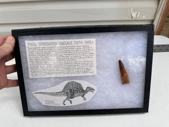Spinosaurus Dinosaur Tooth, Rare