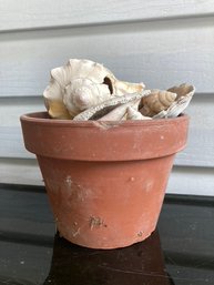 Planting Pot Full Of Assorted Sea Shells