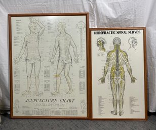 Acupuncture Chart And Chiropratic Spinal Nerves Poster