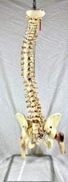 Model Spine