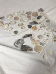 Collection Of Seashells