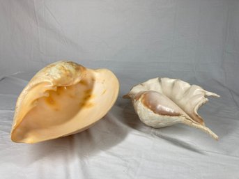 Two Beautiful Sea Shells