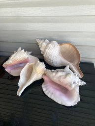 Lot Of Cool Old Conch Shells