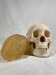 Model Skull And Brain