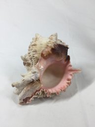 Beautiful Shell