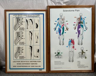 Anatomy Posters