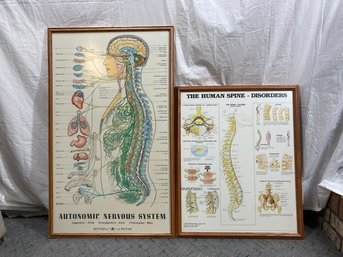 Nervous System And Spine Posters