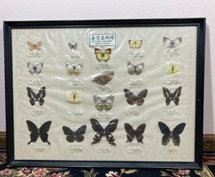 Butterfly Specimens Made In Taiwan