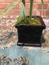 Fake Bamboo Plant In Pot